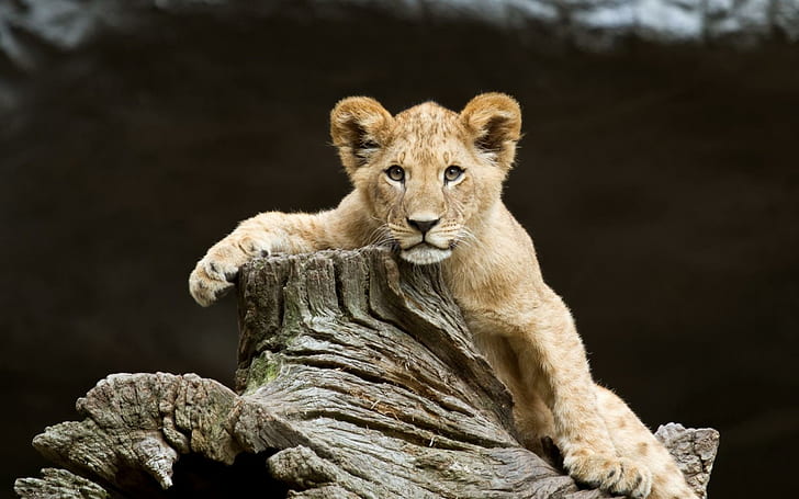 Babies Lions Cubs Predator Wildlife Face Eyes Pov 1080p, cats, HD wallpaper