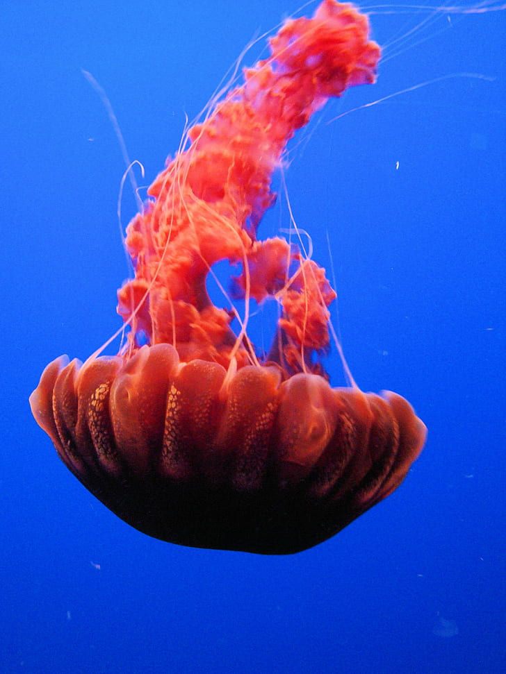 red jellyfish, monterey, california, usa, monterey, california, usa, HD wallpaper