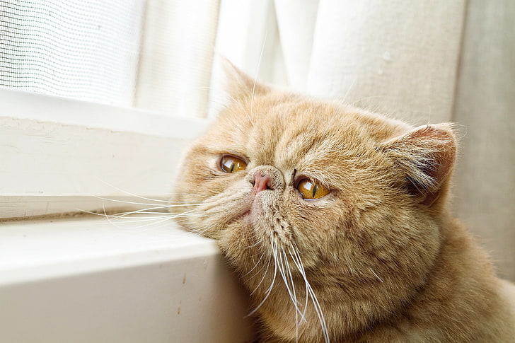 orange tabby cat, window, waiting, face, Kote, red cat, exotic, HD wallpaper