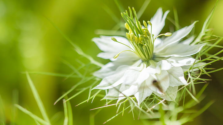 white flower, Le, de, la, nature, plant, close-up, summer, HD wallpaper