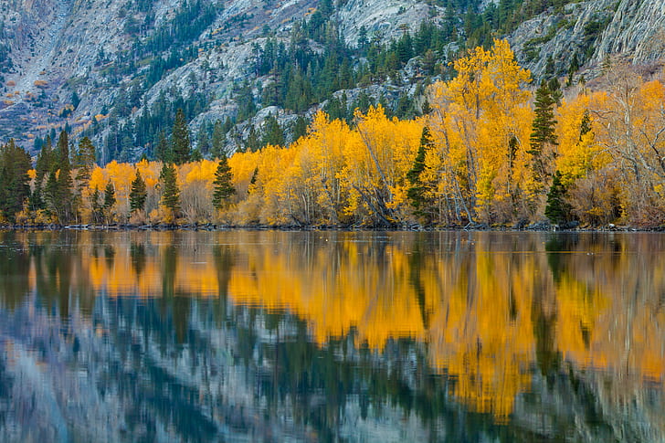 landscape photography yellow trees near mountain, silver lake, california, silver lake, california