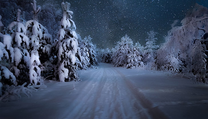winter, road, forest, the sky, snow, trees, snowflakes, night, HD wallpaper
