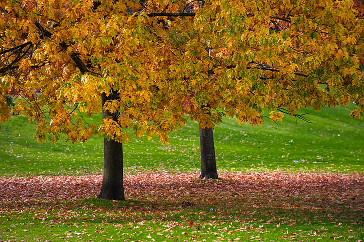 yellow tree during daytime, Fall, colour  yellow, AF, VR, NIKKOR, HD wallpaper