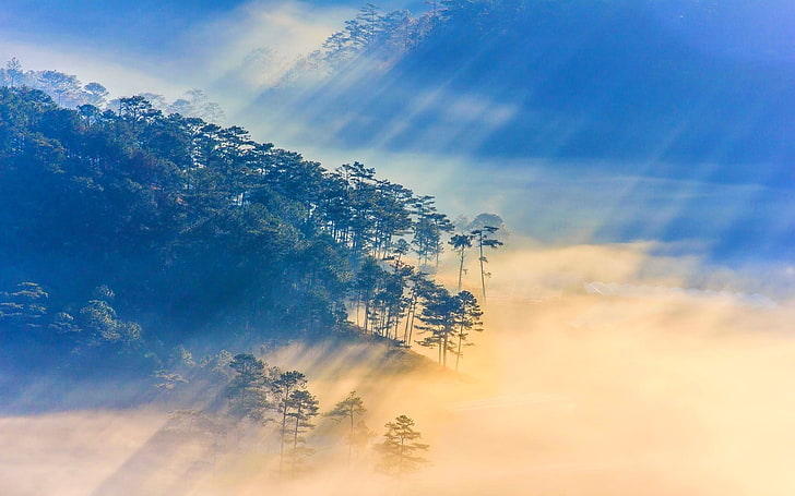 photo of trees near sea of cloud, nature, landscape, sun rays, HD wallpaper