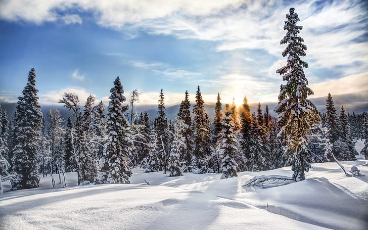 Trysil, Norway, winter, snow, forest, trees, spruce, sun, HD wallpaper