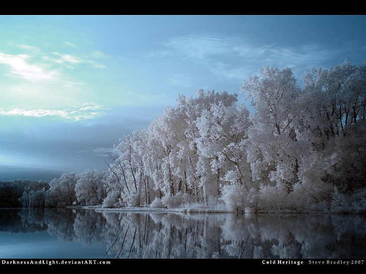 winter, beauty in nature, tree, sky, plant, cloud - sky, scenics - nature, HD wallpaper