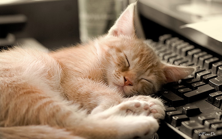 orange tabby kitten, background, sleep, keyboard, computer Keyboard