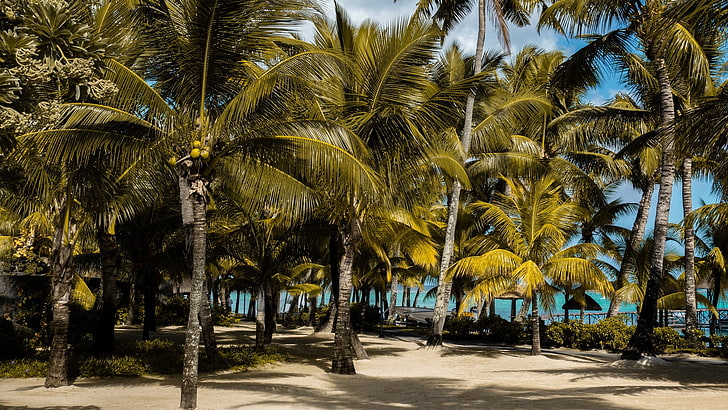 palm trees, tropics, beach, Mauritius, tropical, tropical climate, HD wallpaper