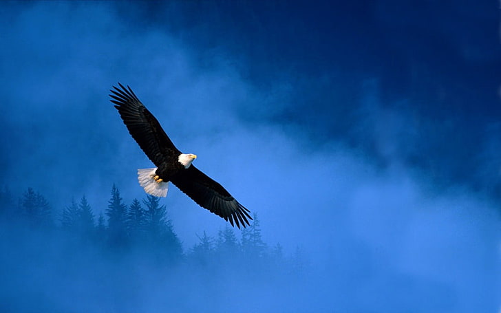 black and white feather pendant, bald eagle, icon, bird, flying, HD wallpaper