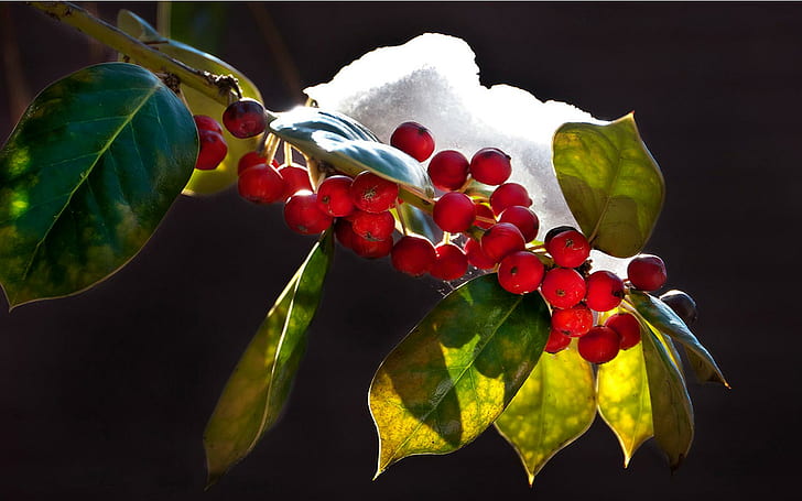 Winter Holly, christmas, nature, tree, berry, snow, season, 3d and abstract, HD wallpaper