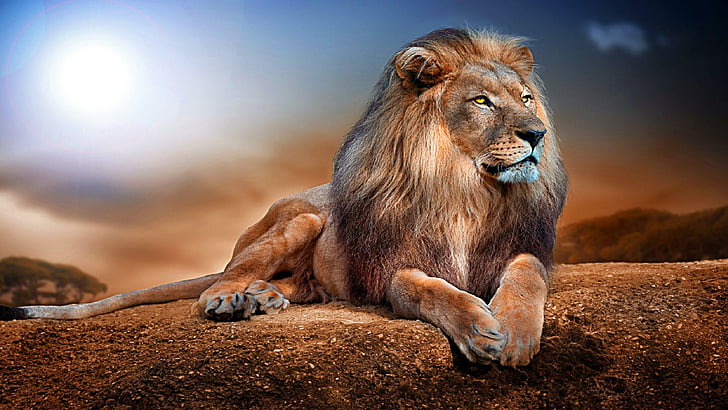 HD wallpaper: king, lion, big cat, wildlife, wild cat | Wallpaper Flare