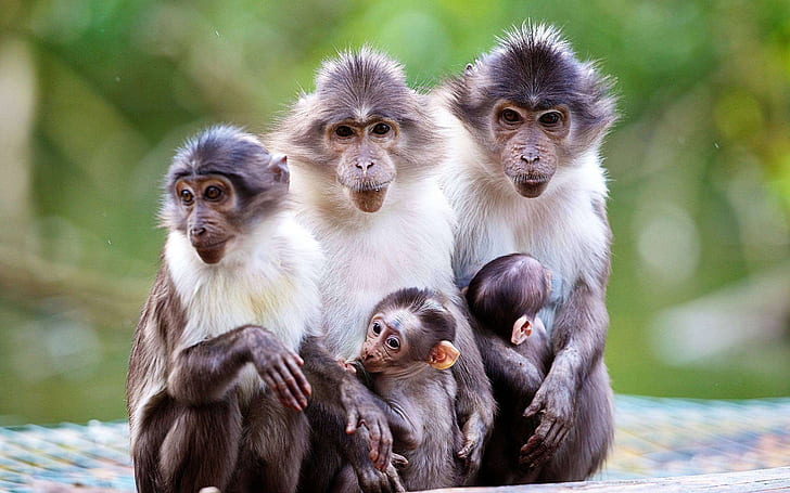 Animals family, monkey, mother, baby, HD wallpaper