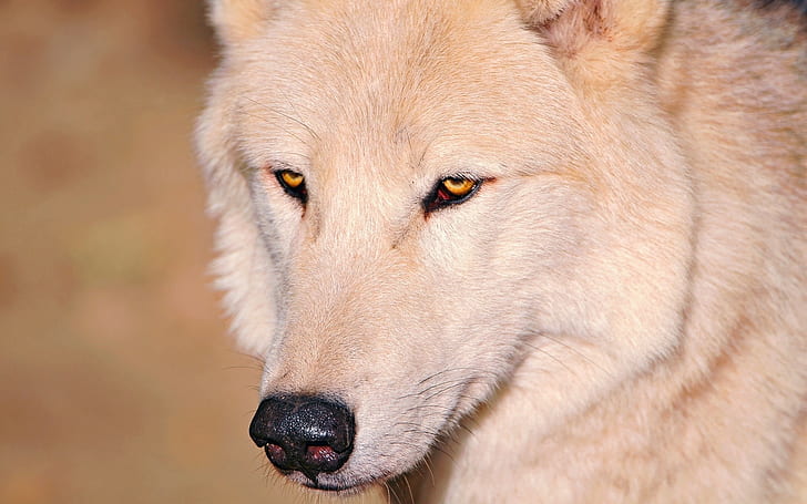 HD wallpaper: Wolf, White, Eyes, Nose, one animal, animal themes, mammal |  Wallpaper Flare