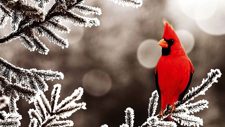 Northern cardinal, Cardinals, birds, frost, leaves, winter, tree, HD wallpaper