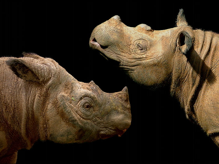 africa rhinoceros sumatran rhino Animals Other HD Art, stunning, HD wallpaper