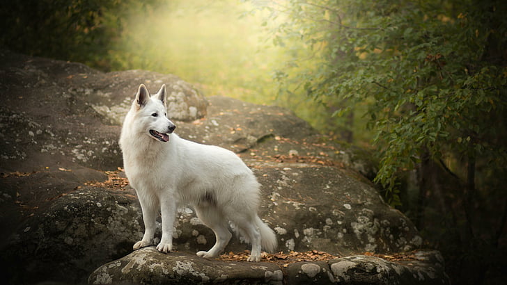 dog breed, rock, white swiss shepherd, forest, wildlife, tree