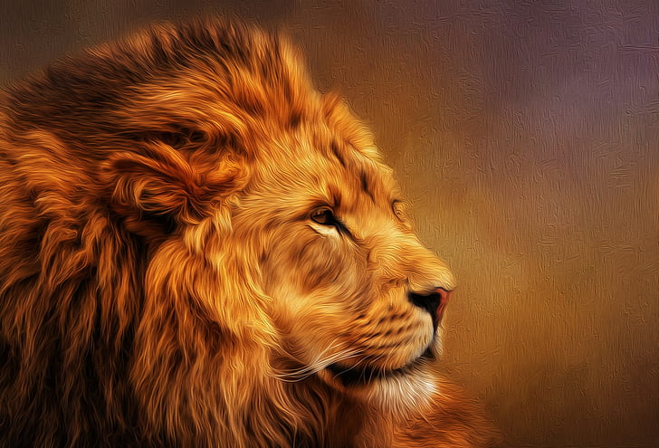 lion, animals, big cats, nature, king, HD wallpaper