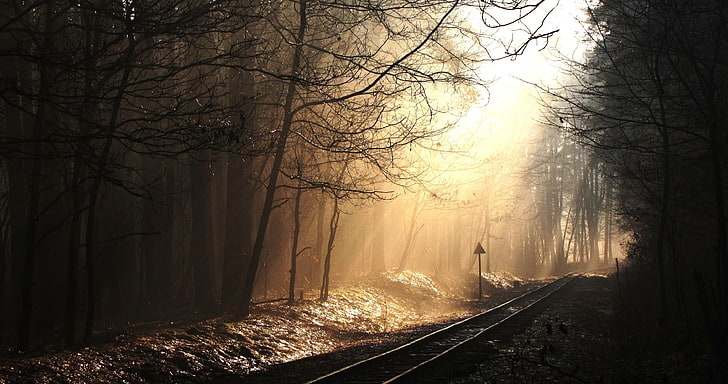 gray train rail, landscape, railway, forest, mist, sunlight, tree