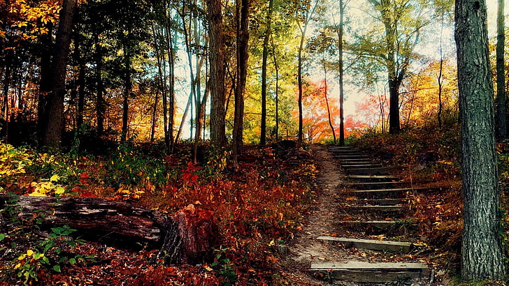steps, deep forest, path, stairs, autumn, nature, tree, plant, HD wallpaper