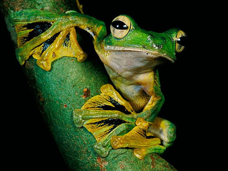Cool Frog Green Frog Animals Frogs HD Art, picture.