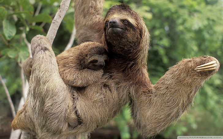 Animal, Three-Toed Sloth, Three Toed Sloth, HD wallpaper