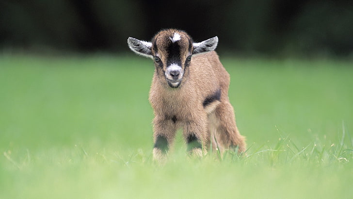 photo of brown goat, goats, animals, blurred, baby animals, grass