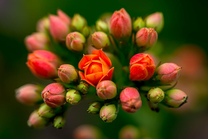 pink and red buds and flowers, nature, plant, close-up, petal, HD wallpaper