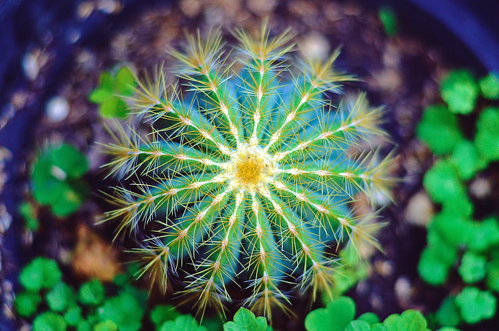Cactus flower, Thorns, Macro, 5K, Spines