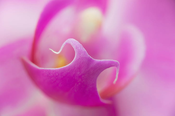 closed-up photo of pink flower petal, orchid, orchid, Center, HD wallpaper