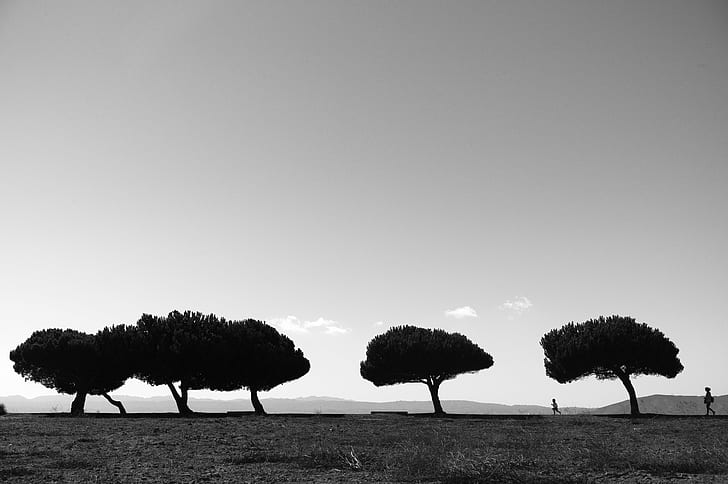 grayscale photography of silhouette of trees, California, SF