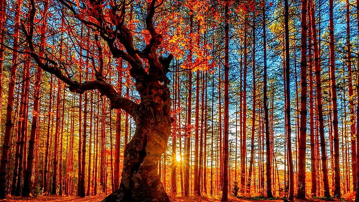 red leafed tree, sun ray passing through trunk of trees, nature