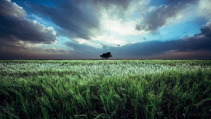 Ivan Gorokhov, 500px, landscape, field, sky, plants, clouds, HD wallpaper