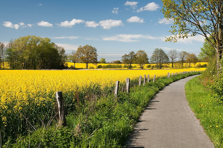 Canola Path., flower, tree, fence, field, road, cloud, 3d and abstract