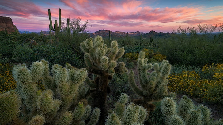 superstition mountains, arizona, shrubland, cacti, sky, wilderness, HD wallpaper