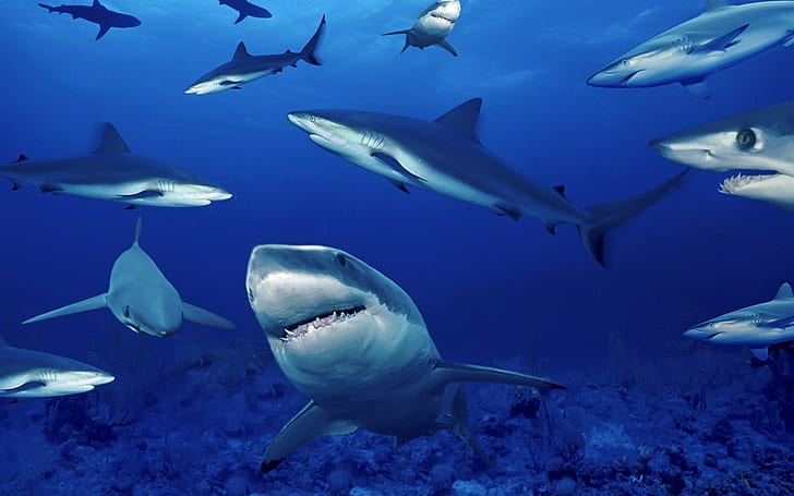 shark, HD wallpaper