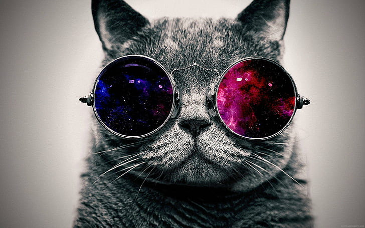 Black and white cat with colored glasses, gray scale photo of cat wearing round sunglasses
