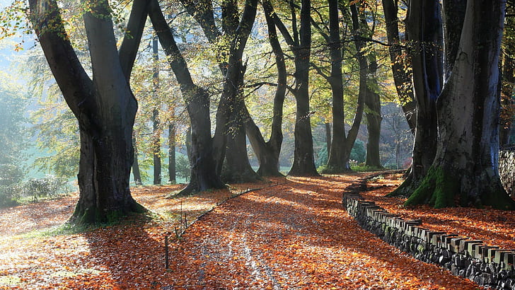 road, trees, leaves, fall