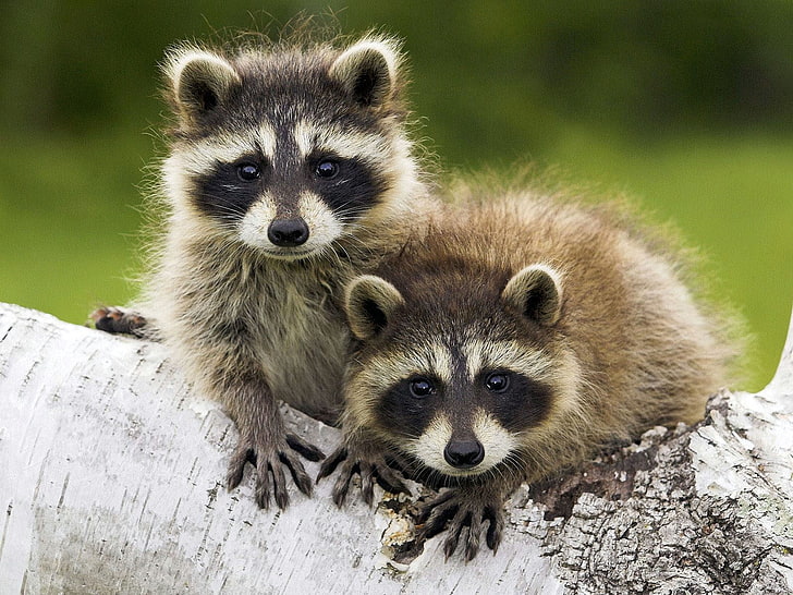 two brown and white kittens, animals, raccoons, baby animals, HD wallpaper