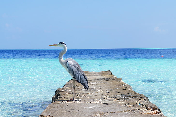 white long-necked bird, heron, sea, ocean, nature, blue, beach