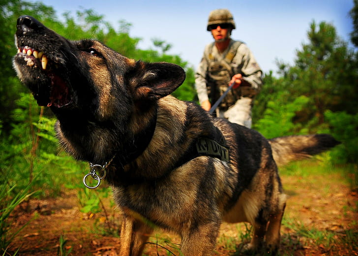 HD wallpaper: War Dog, police, german shepherd, animals | Wallpaper Flare