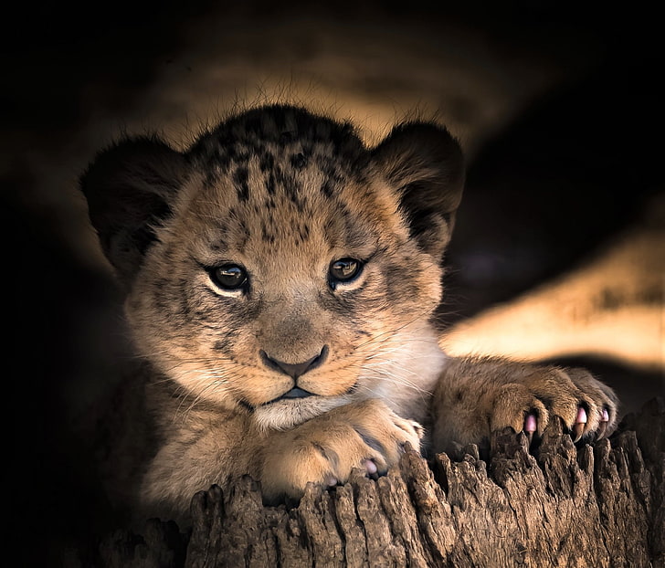 HD wallpaper: Cats, Lion, Animal, Baby Animal, Cub, Cute, Wildlife |  Wallpaper Flare