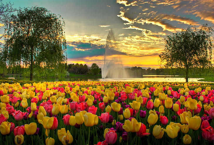 pink and yellow tulip flower bed during sunset, Colorful, Evening