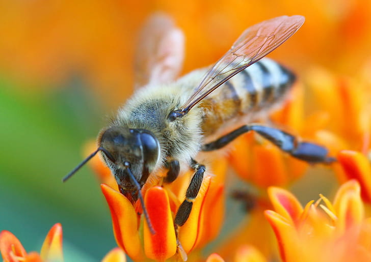 macro photography of Honey bee on red-and-yellow flowers, brooklyn, HD wallpaper