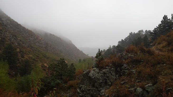 landscape, mist, tree, plant, fog, scenics - nature, beauty in nature
