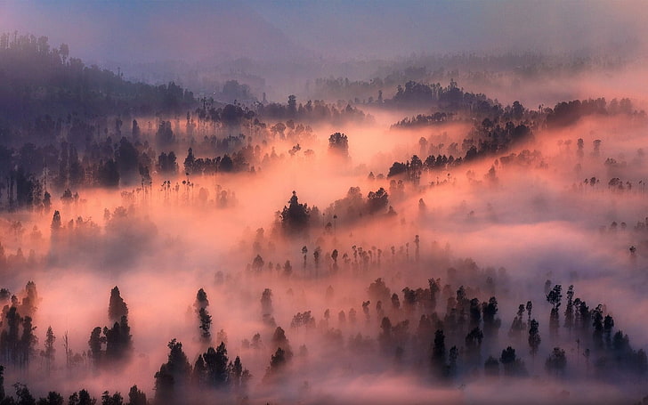 fog and trees, nature, landscape, valley, mist, forest, morning