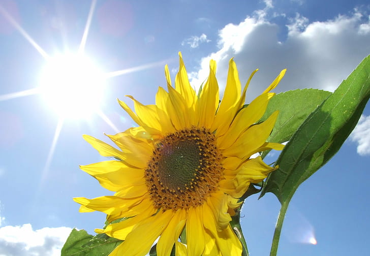 yellow sunflower, Sun .... flower, Sky, clouds, leaves, nature