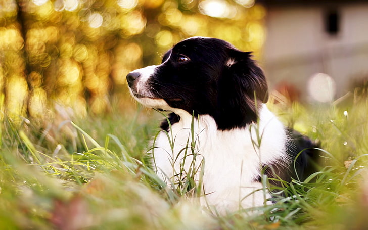 black and white border collie puppy, spotted dog, grass, pets
