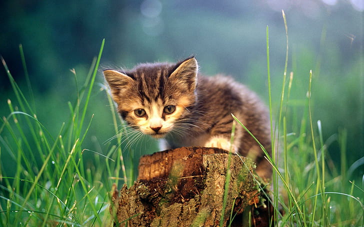 What Shall I Do Here ?, kitty, kitten, nature, domestic, cute, HD wallpaper
