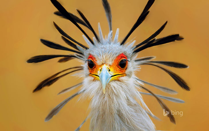 eyes, bird, feathers, beak, Secretary, South Africa, HD wallpaper