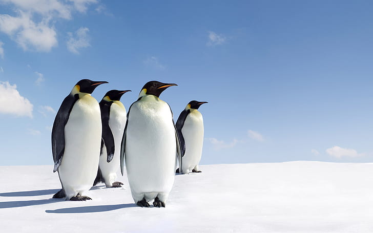 HD wallpaper: Penguins Birds Snow HD, animals | Wallpaper Flare